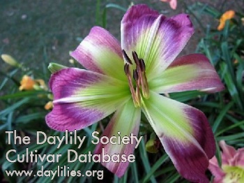 Daylily Always the Love and Light